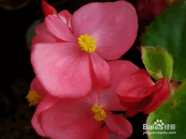 四季海棠的种植要点