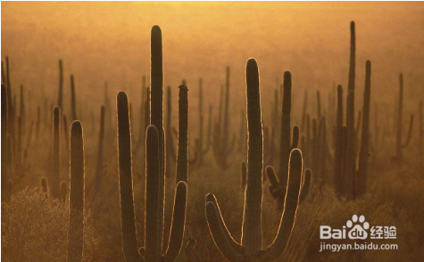 仙人球防辐射吗,事实真相是什么