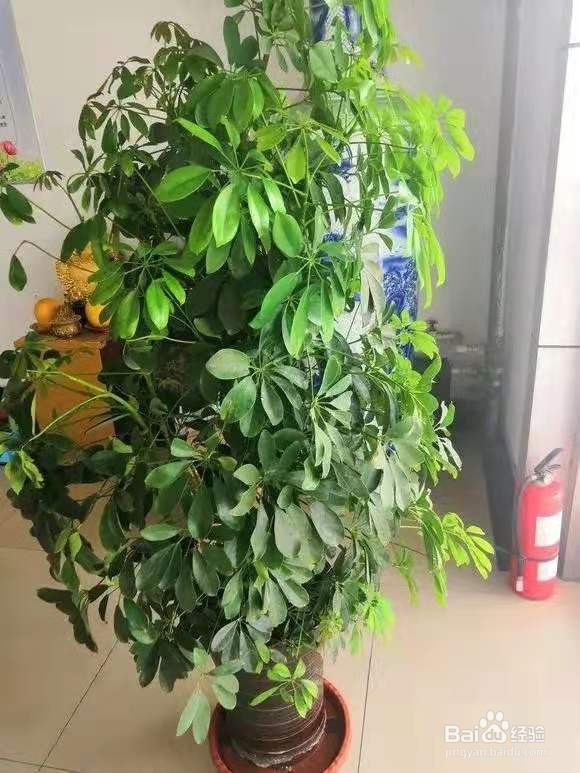 客厅最爱养的大型花，大气上档次，净空气聚财气