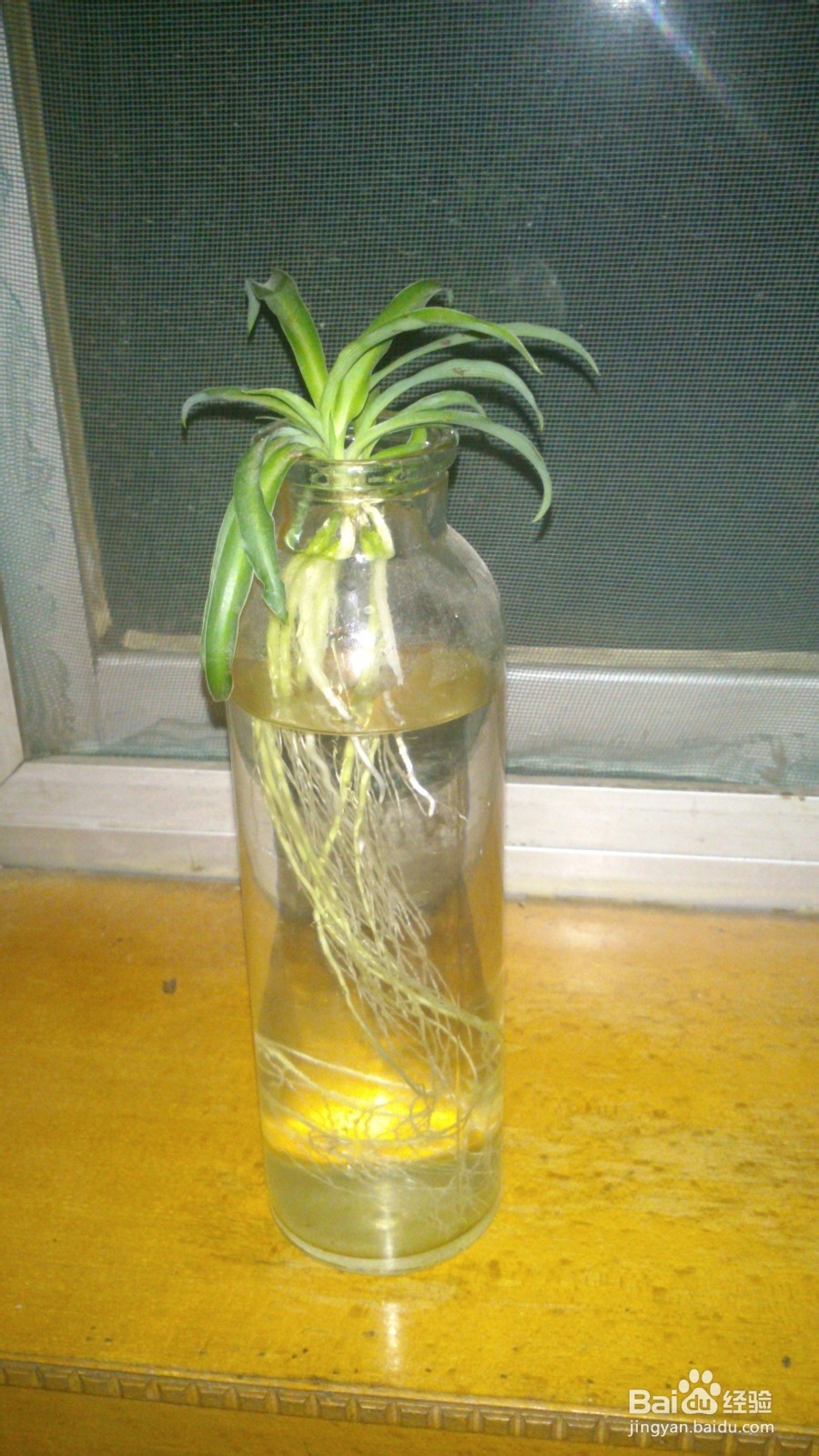 小植物让生活充满生机