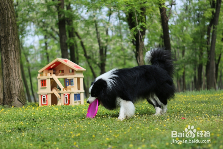 边境牧羊犬怎样洗澡