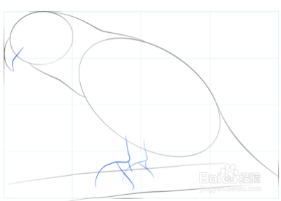 如何画非洲灰鹦鹉