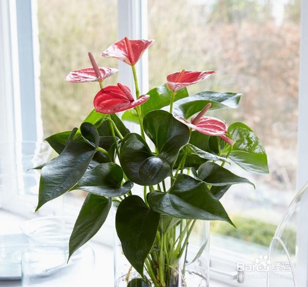 怎么养殖开花的红掌