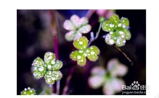 在ppt中如何改变插入图片形状的方法