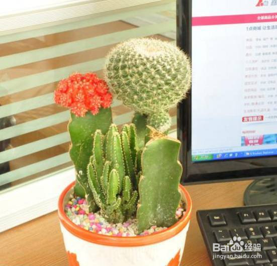 能电脑前放盆仙人掌不能防辐射