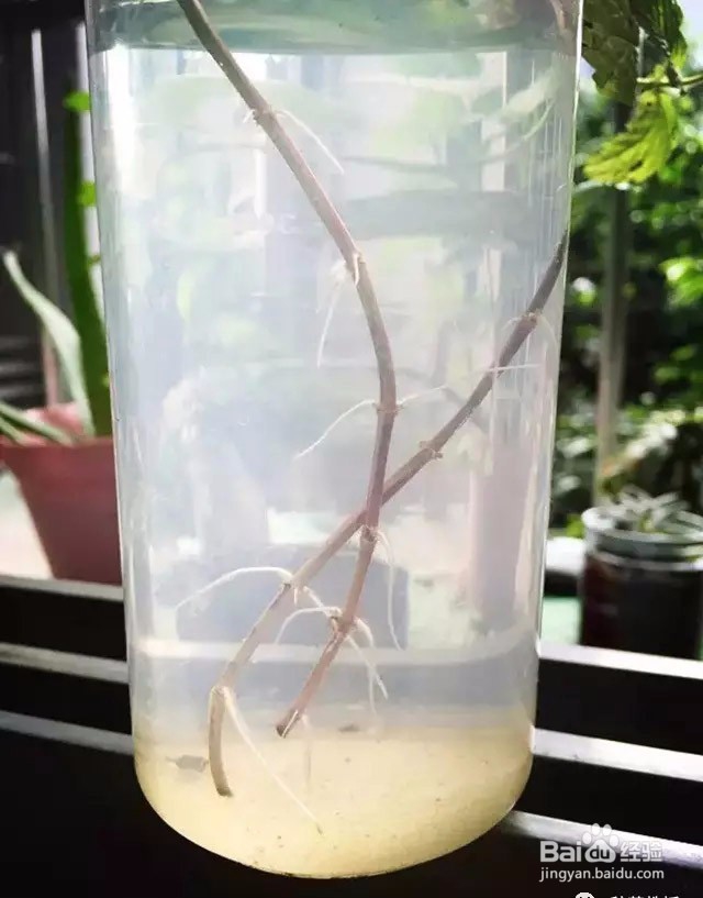 阳台种菜教授：如何让一盆薄荷长成许多盆？