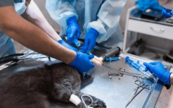 如何无痛让猫安乐死