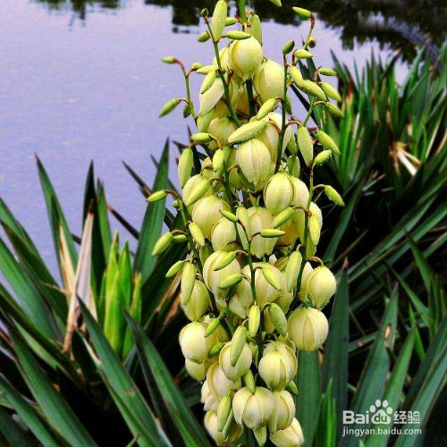 凤尾兰炭疽病该怎么办?