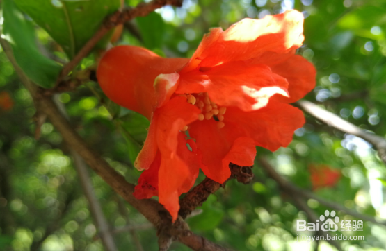 石榴嫁接时间和嫁接方法有哪些?