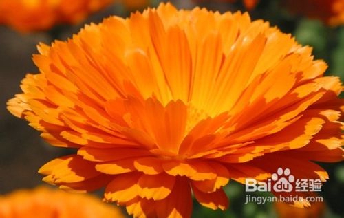 不同种类鲜花的护肤功效