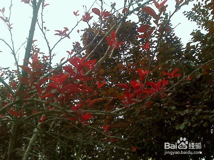 为什么树木种类不同种植区域不同