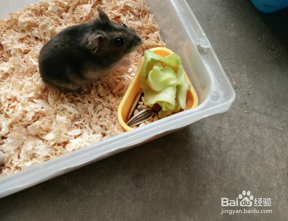 怎么和仓鼠培养感情