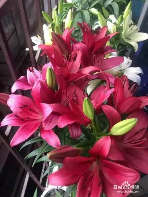 3种花比香水好闻，随便养1盆，异味跑光光