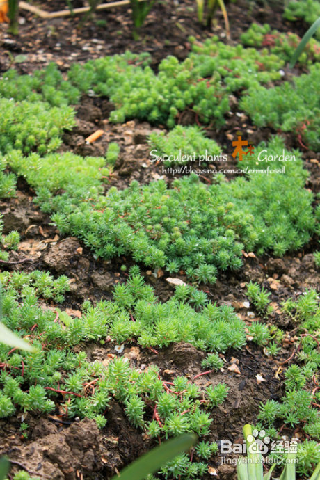 上海植物园（上）