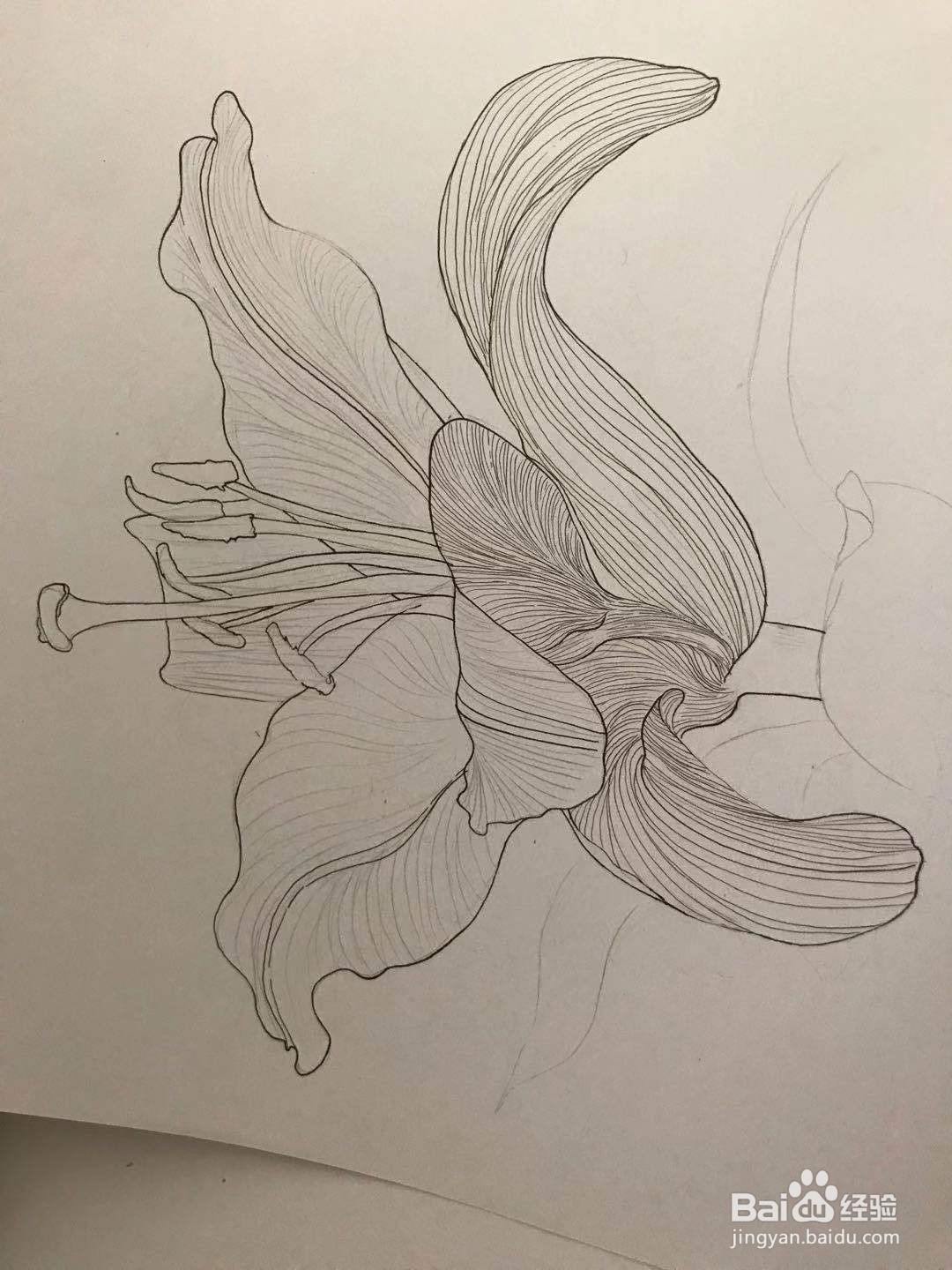 百合花黑白线描画