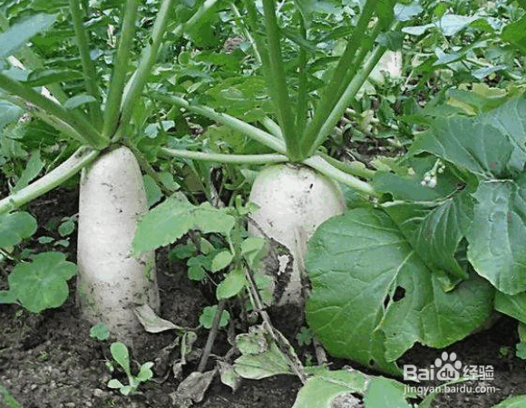 白萝卜的种植要点