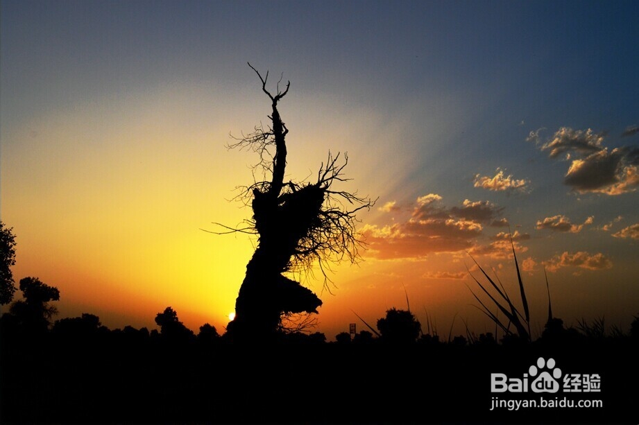 胡杨林旅游攻略：秋光如画 邂逅敦煌胡杨林