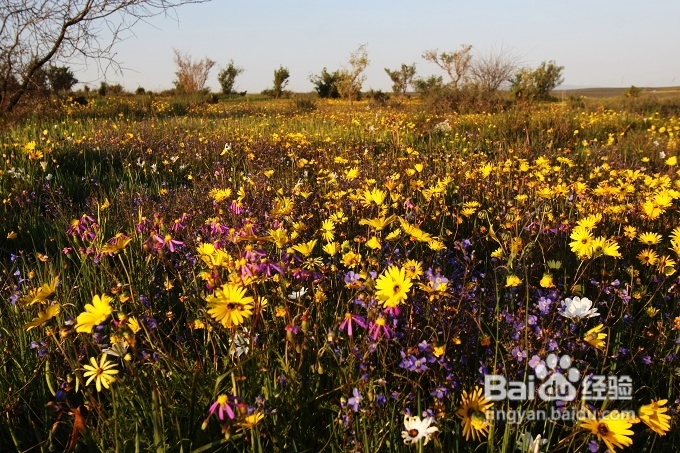 [转载]南非之旅3：纳玛夸兰（Namaqualand）花海