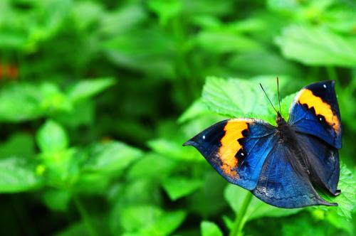 梁祝中《化蝶》的歌词和乐谱