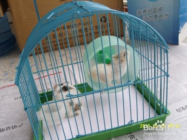 怎样养好仓鼠