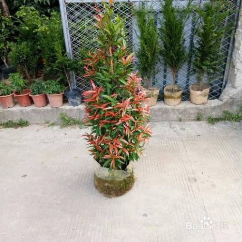 红车植物的养殖方法