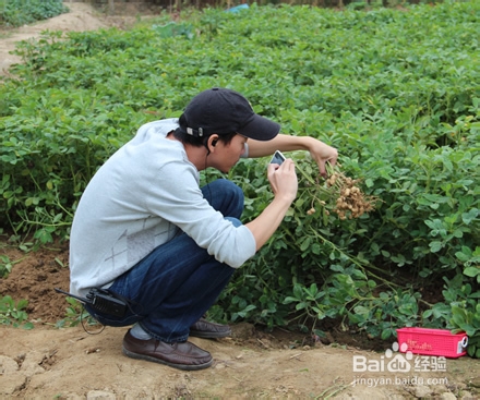 99%小朋友不知花生长地里还是挂树上，你信吗？