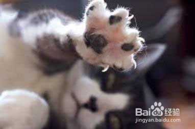 小猫爪子抓破了怎么办