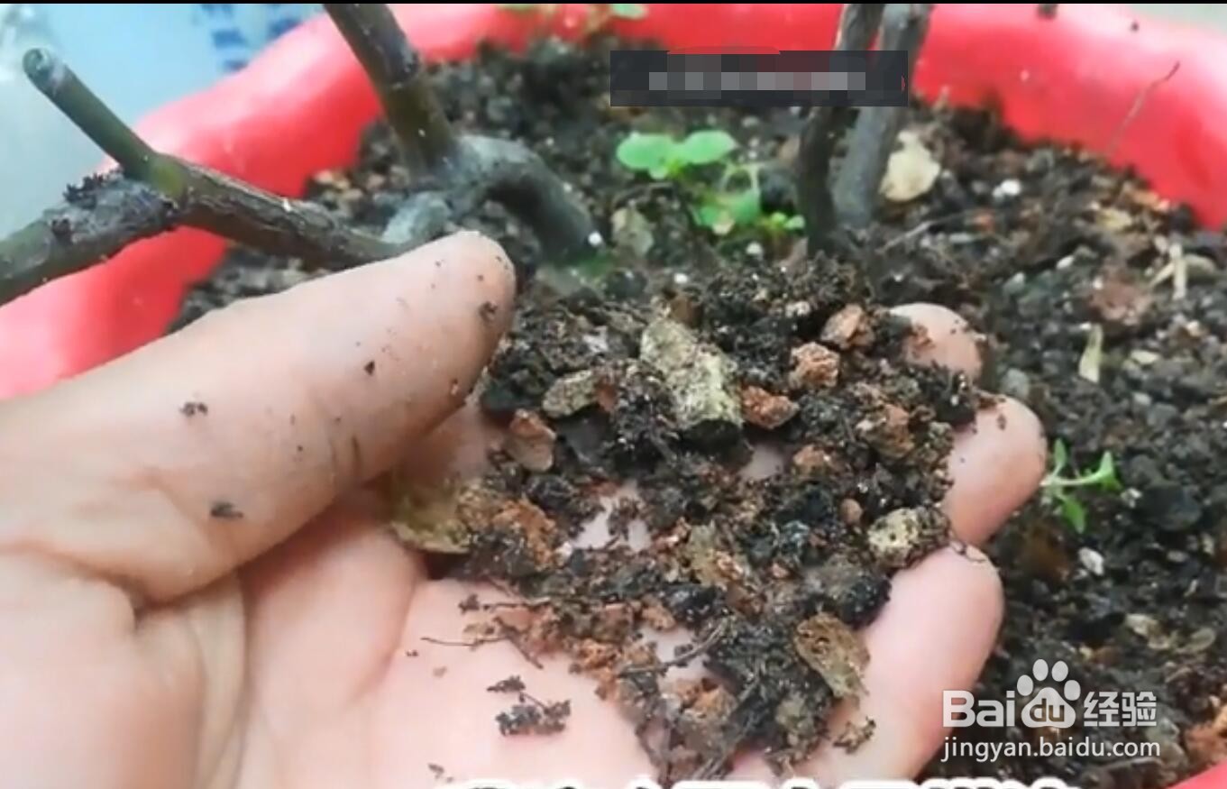 怎样让盆栽月季又肥又壮