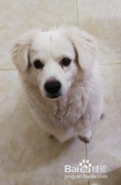 狗粮应该如何挑选?买狗粮重点注意三点!