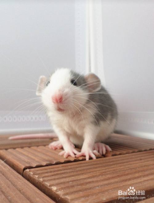 怎样区分老鼠和花枝鼠 百度经验