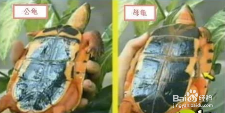 金钱龟怎么分公母