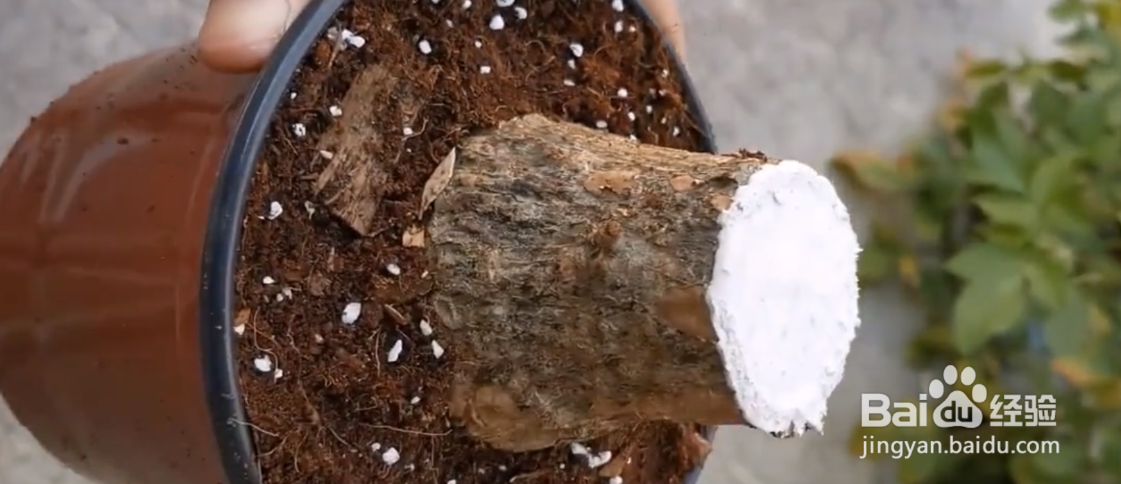 发财树树干萎缩怎么办