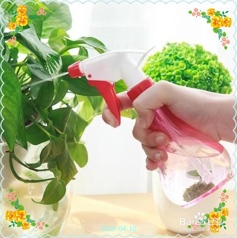麒麟掌黄叶子怎么办