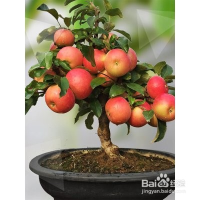 盆栽苹果树的养殖方法和注意事项