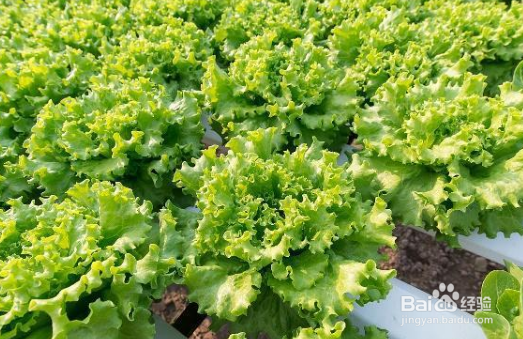 夏季生菜种植有哪些注意事项