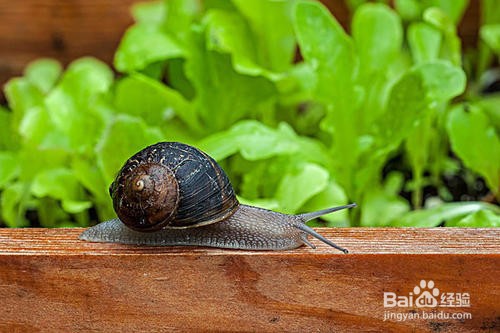如何有效除吃菜的蜗牛？