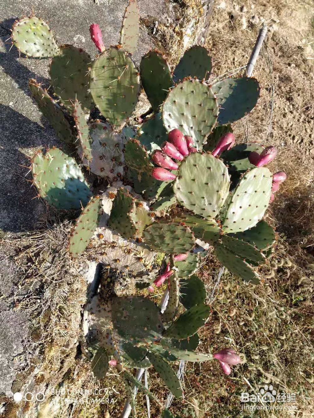 如何种植仙人掌