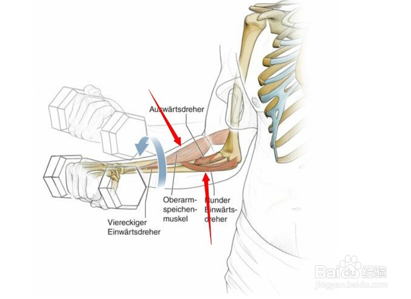 高尔夫球训练：[31]相应肌肉图解完结篇