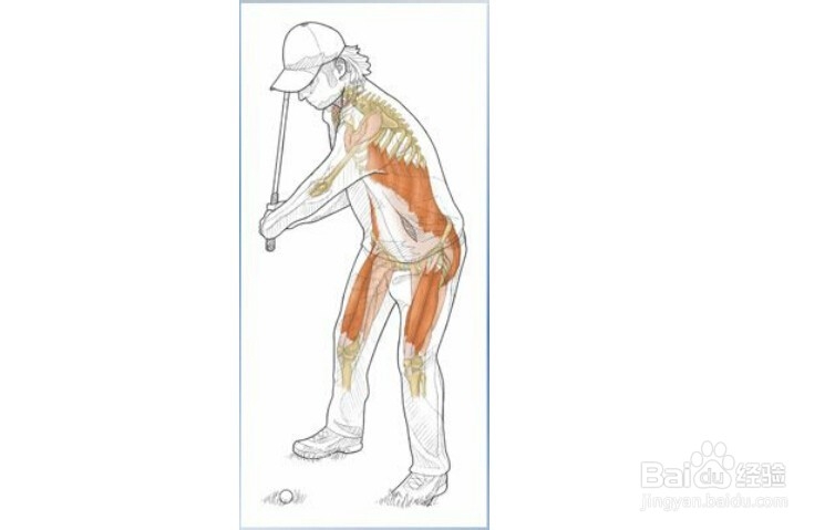 高尔夫球训练：[22]相关肌肉图解22