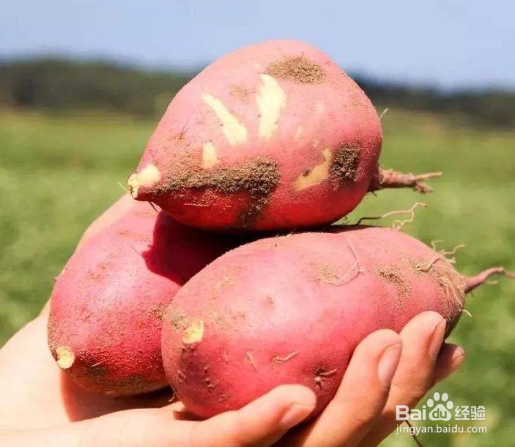 地瓜怎么种植方法如下