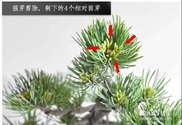 五针松春天摘芽的方法