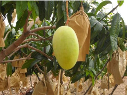 如何催熟芒果