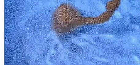 鸡蛋壳除了扔掉还有什么用途