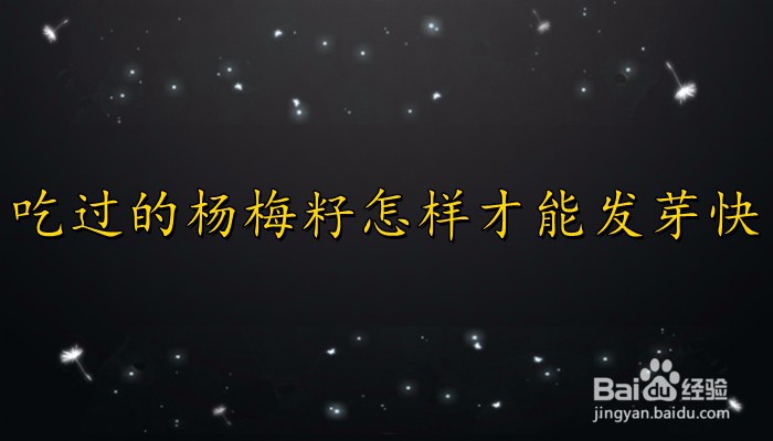 吃过的杨梅籽怎样才能发芽快