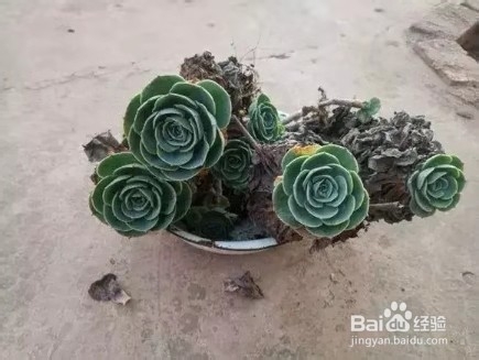 垃圾桶里一堆“贵货”花，丢人也要捡