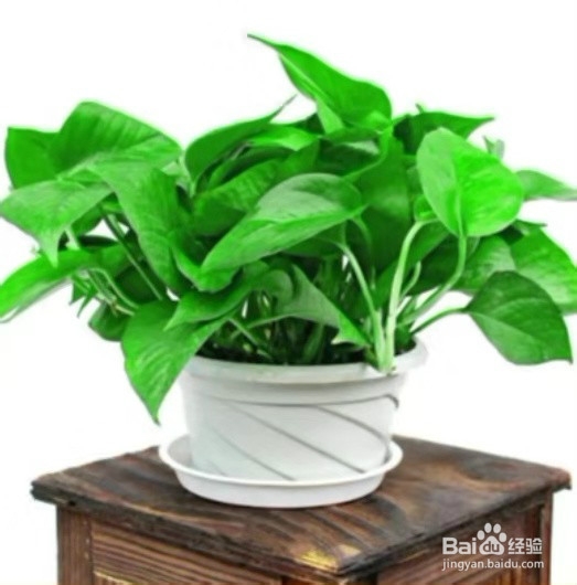 室内放什么绿植好呢