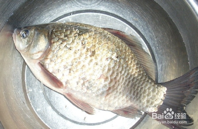 教你怎样制做湖南特色红烧鲫鱼