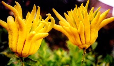 精油如何安全的使用