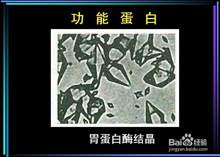 生命的活动的主要承担者——蛋白质