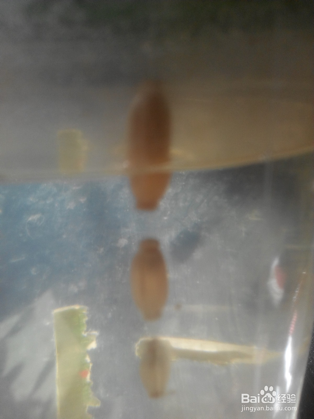 怎么在星漂安装夜光棒（二）塑料管套主线法